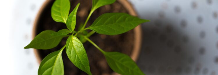 SEO For The Ecological Industry – How To Do It?