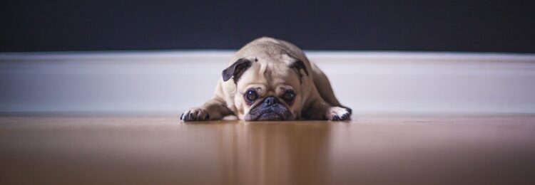 SEO for the Pet Industry – How to Manage Optimization for Online Pet Shop
